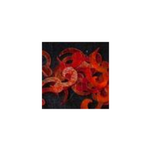 Shell Design Tribal Orange